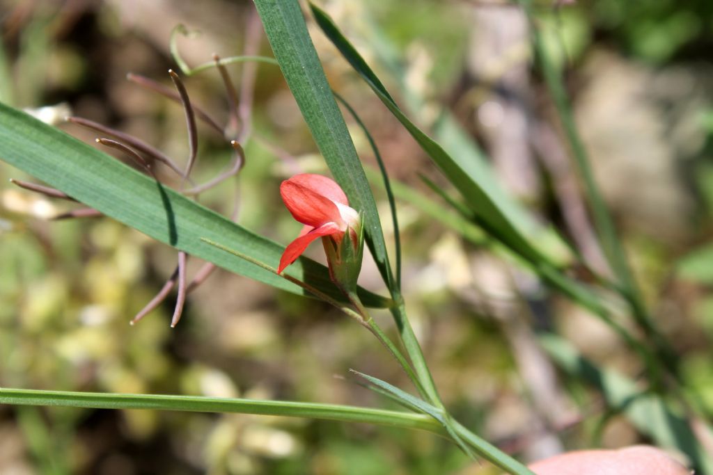 Lathyrus sphaericus / Cicerchia sferica